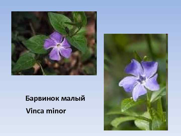 Барвинок малый Vinca minor 