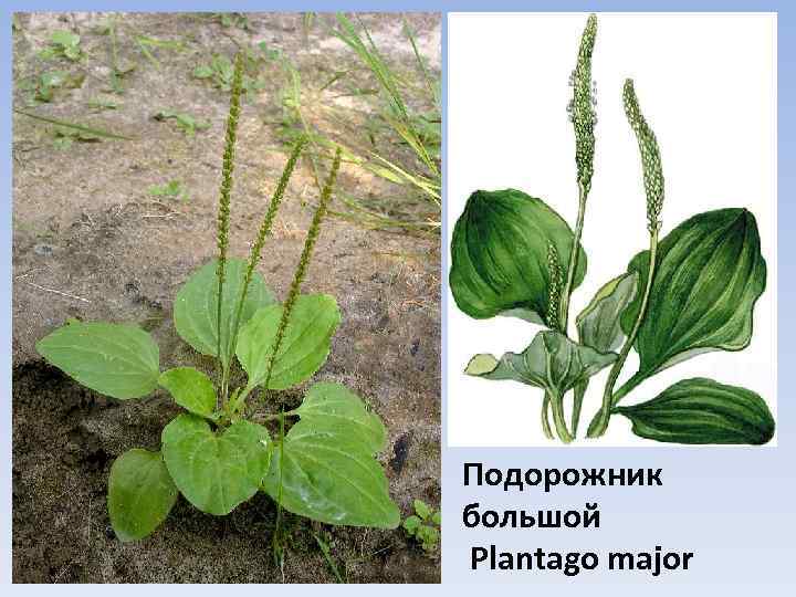 Подорожник большой Plantago major 
