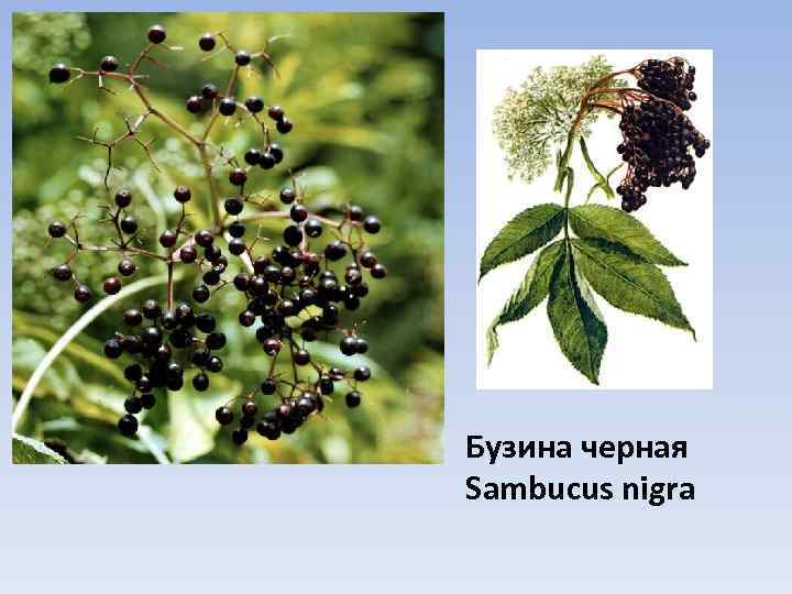 Бузина черная Sambucus nigra 
