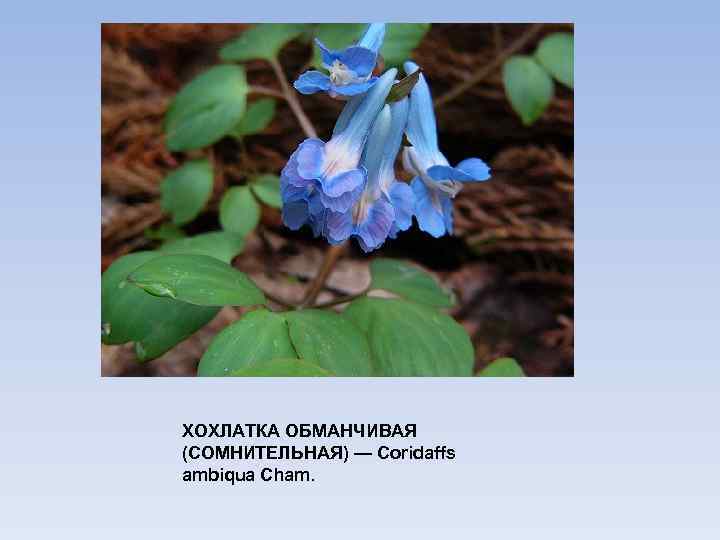 ХОХЛАТКА ОБМАНЧИВАЯ (СОМНИТЕЛЬНАЯ) — Coridaffs ambiqua Cham. 