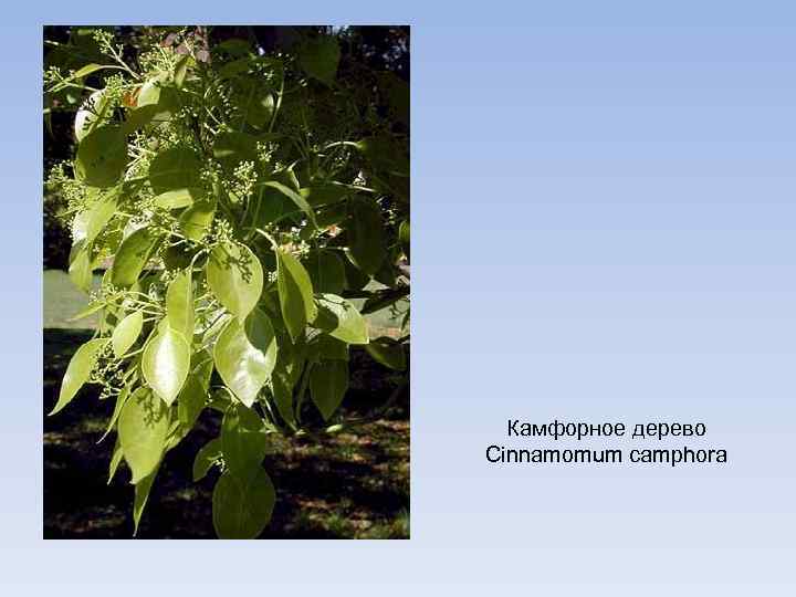 Камфорное дерево Cinnamomum camphora 