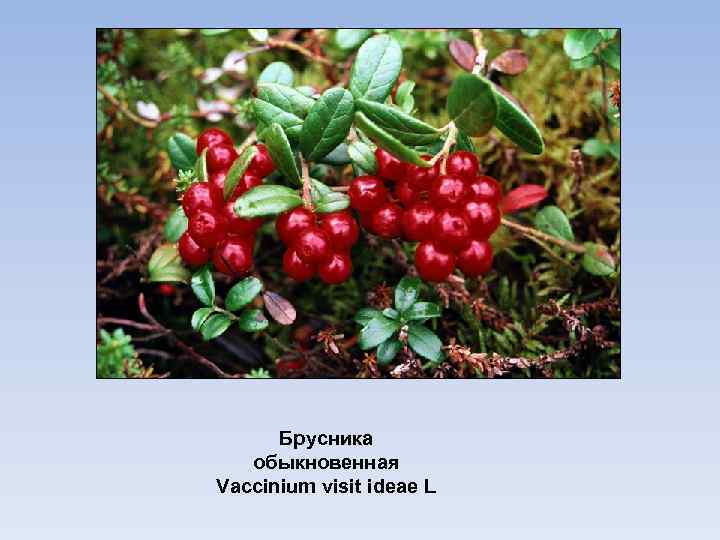 Брусника обыкновенная Vaccinium visit ideae L 
