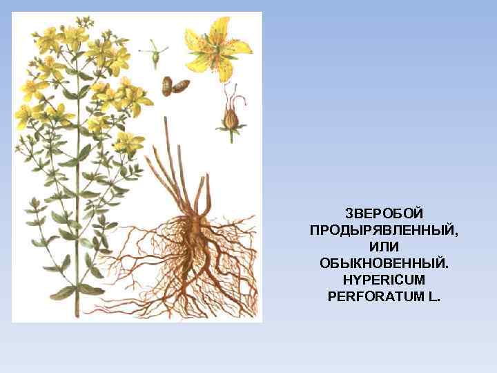 ЗВЕРОБОЙ ПРОДЫРЯВЛЕННЫЙ, ИЛИ ОБЫКНОВЕННЫЙ. HYPERICUM PERFORATUM L. 