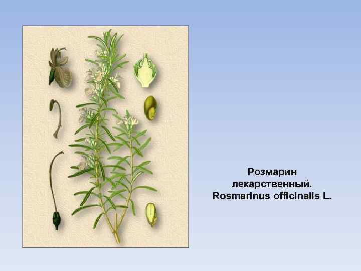 Розмарин лекарственный. Rosmarinus officinalis L. 