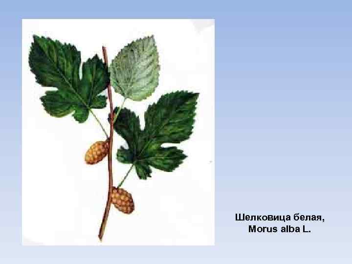 Шелковица белая, Morus alba L. 