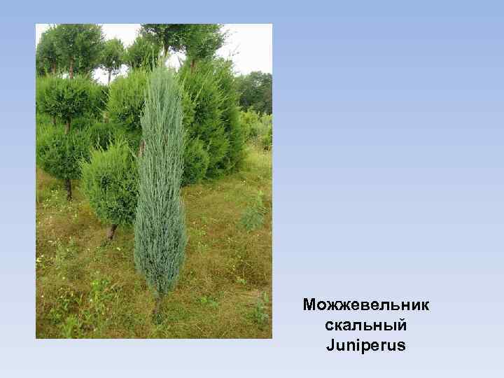 Можжевельник скальный Juniperus 