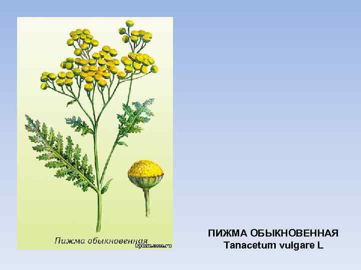ПИЖМА ОБЫКНОВЕННАЯ Tanacetum vulgare L 
