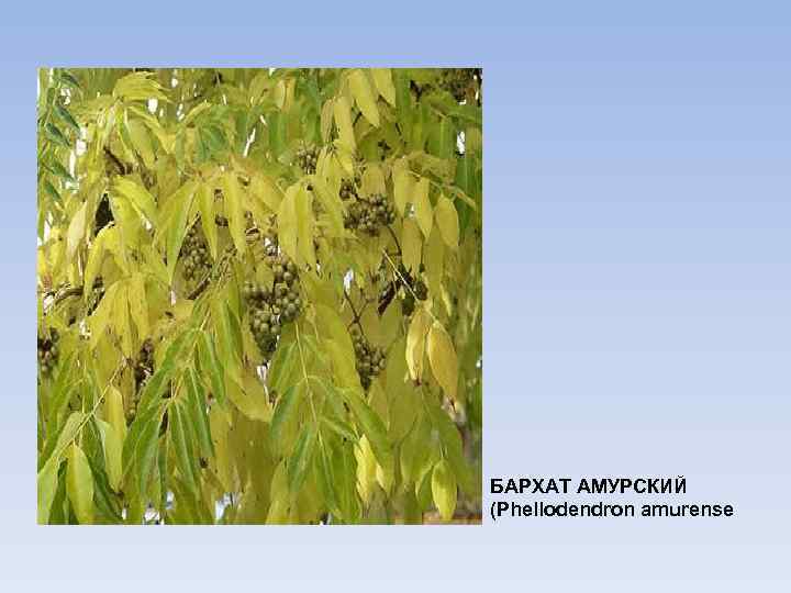 БАРХАТ АМУРСКИЙ (Phellodendron amurense 