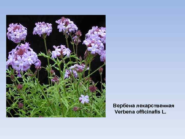 Вербена лекарственная Verbena officinafis L. 