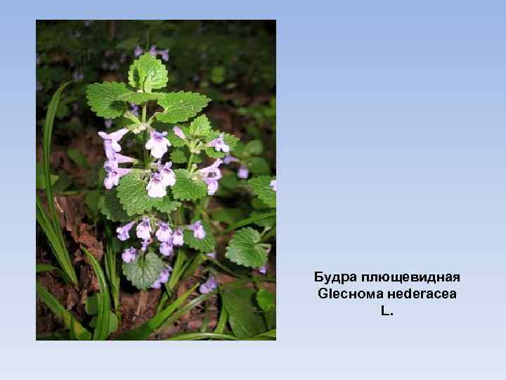 Будра плющевидная Glеснома неdеrасеа L. 