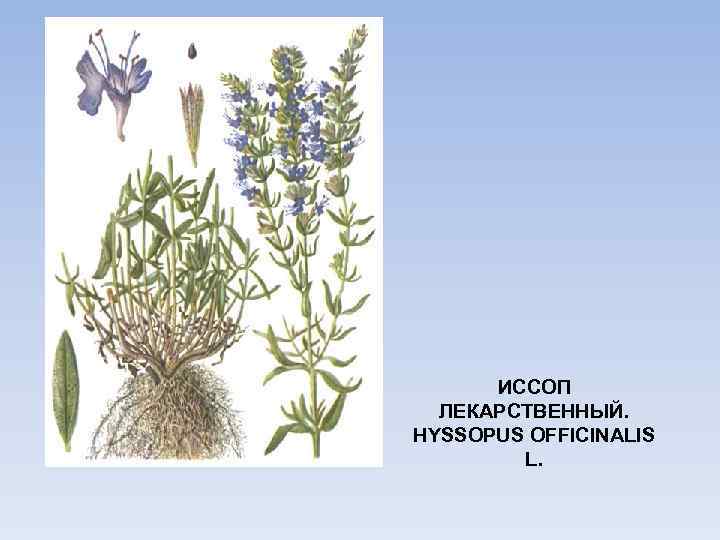ИССОП ЛЕКАРСТВЕННЫЙ. HYSSOPUS OFFICINALIS L. 