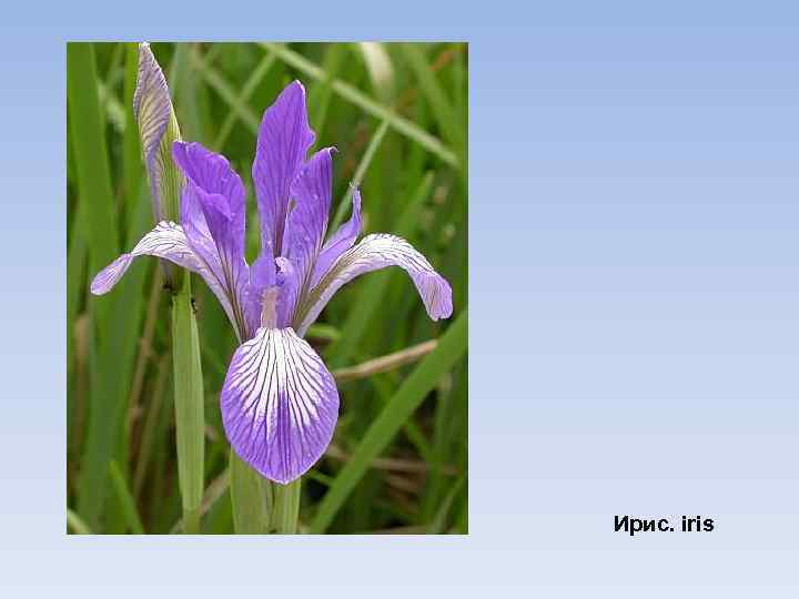 Ирис. iris 