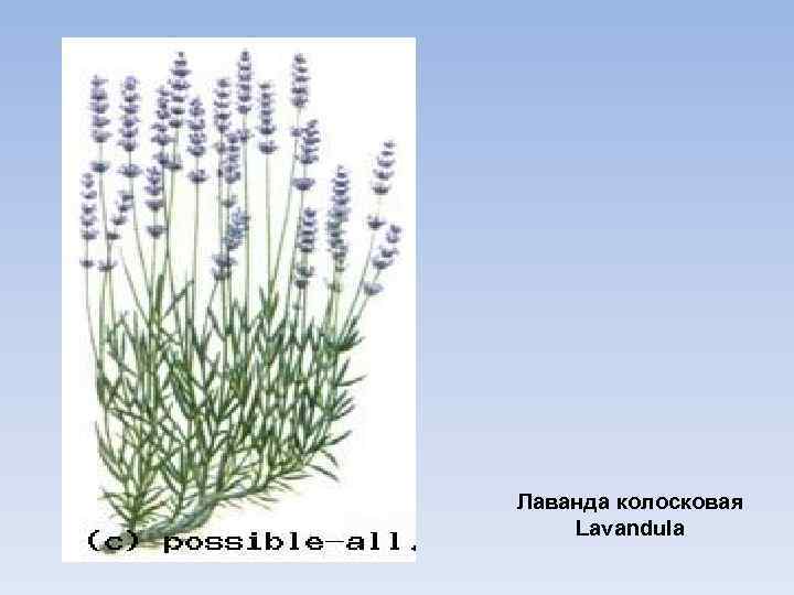 Лаванда колосковая Lavandula 