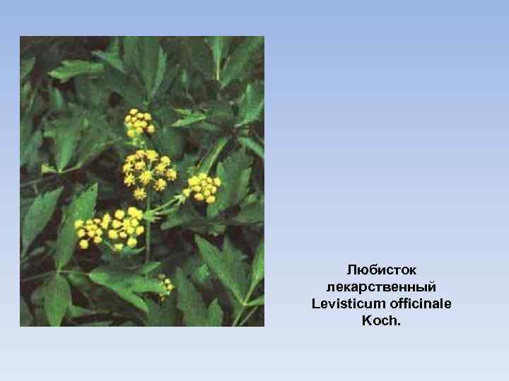 Любисток лекарственный Levisticum officinale Koch. 