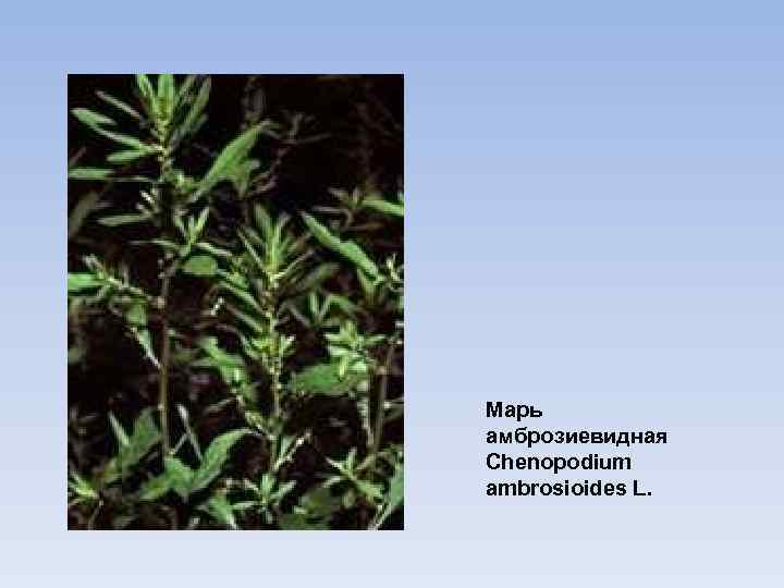 Марь амброзиевидная Chenopodium ambrosioides L. 