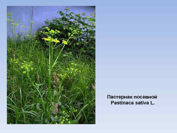 Пастернак посевной Pastinaca sativa L. 