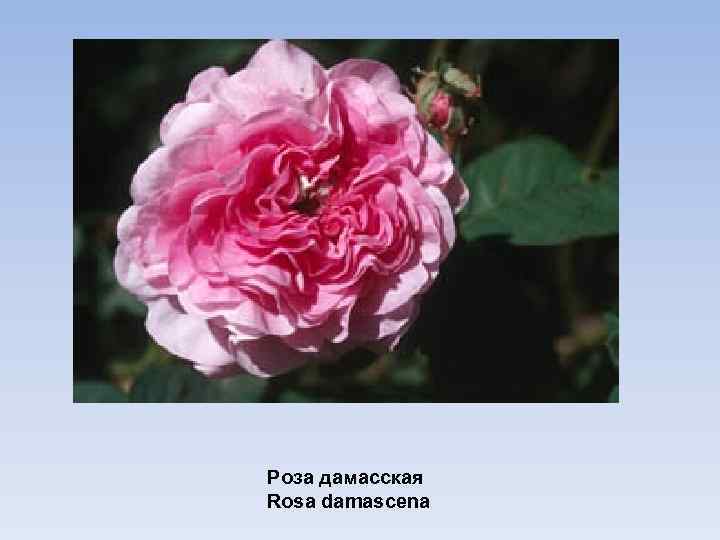 Роза дамасская Rosa damascena 