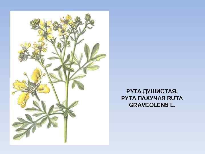 РУТА ДУШИСТАЯ, РУТА ПАХУЧАЯ RUTA GRAVEOLENS L. 