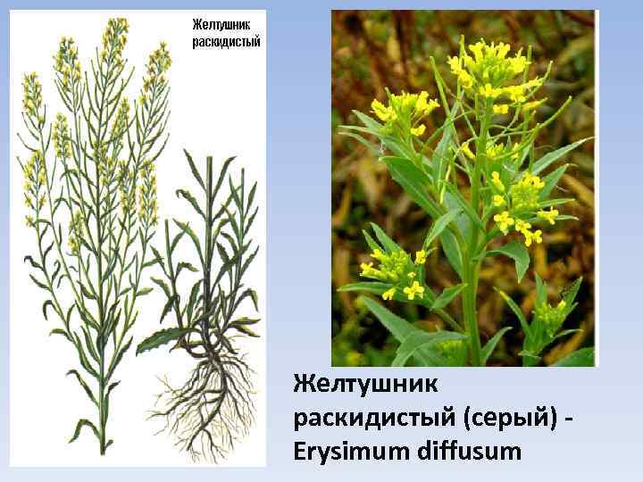 Желтушник раскидистый (серый) Erysimum diffusum 