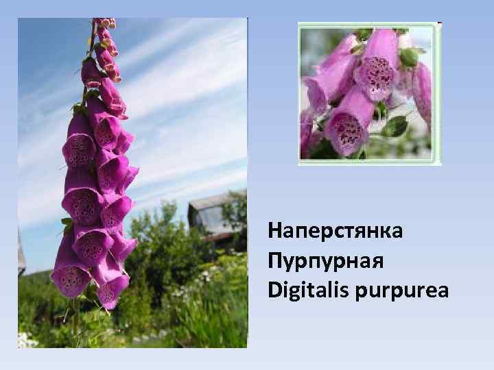 Наперстянка Пурпурная Digitalis purpurea 