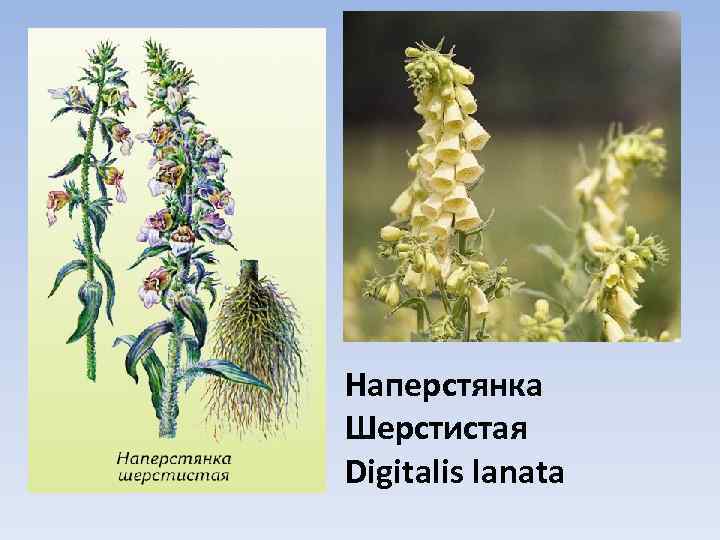 Наперстянка Шерстистая Digitalis lanata 
