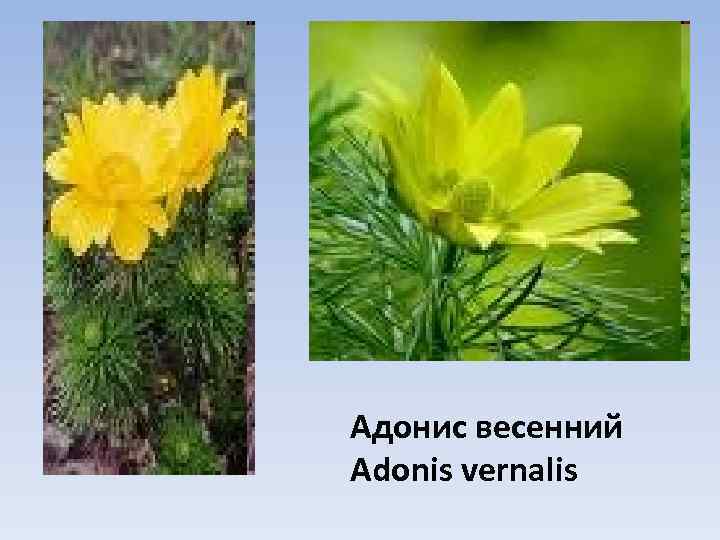 Адонис весенний Adonis vernalis 