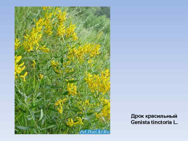 Дрок красильный Genista tinctoria L. 