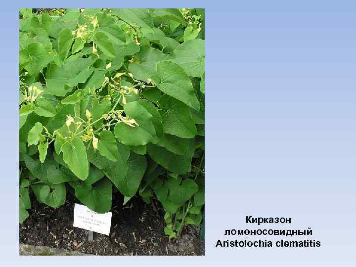 Кирказон ломоносовидный Aristolochia clematitis 