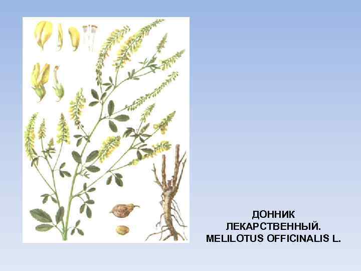 ДОННИК ЛЕКАРСТВЕННЫЙ. MELILOTUS OFFICINALIS L. 