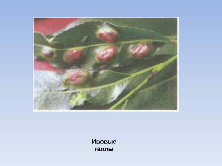 Ивовые галлы 