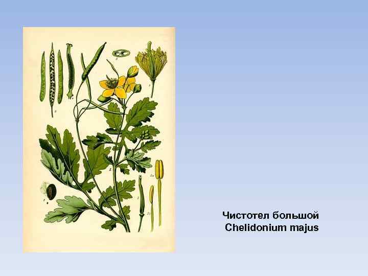 Чистотел большой Chelidonium majus 