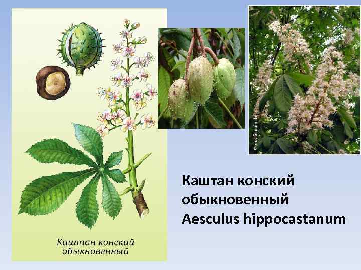 Каштан конский обыкновенный Aesculus hippocastanum 