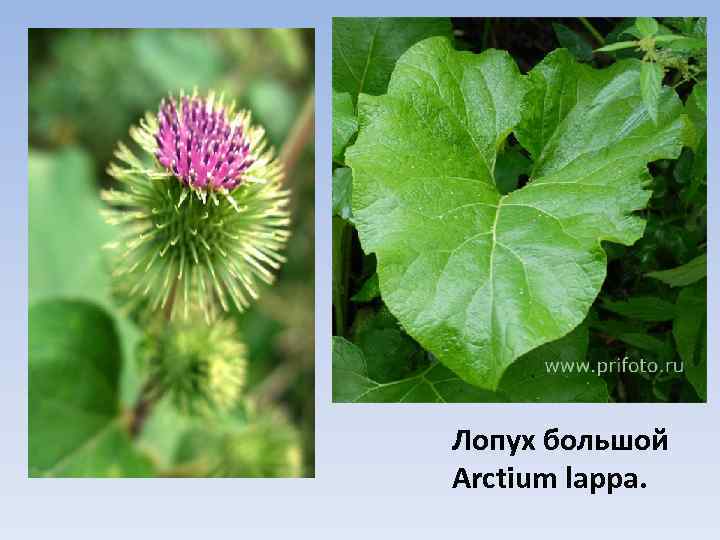 Лопух большой Arctium lappa. 