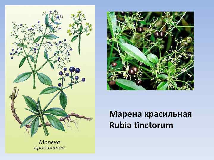 Марена красильная Rubia tinctorum 