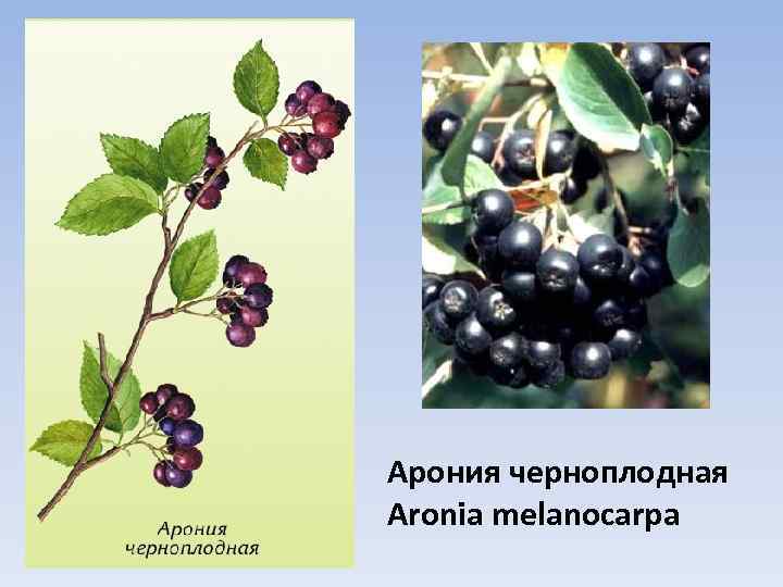 Арония черноплодная Aronia melanocarpa 