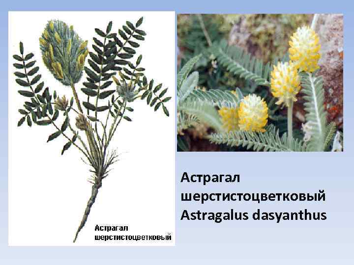Астрагал шерстистоцветковый Astragalus dasyanthus 