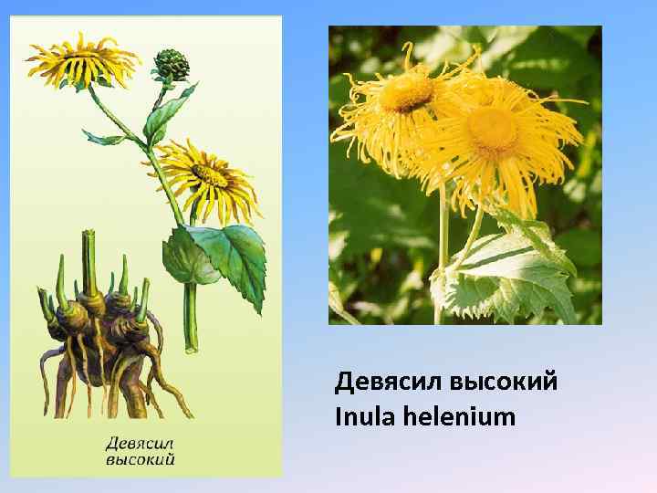 Девясил высокий Inula helenium 