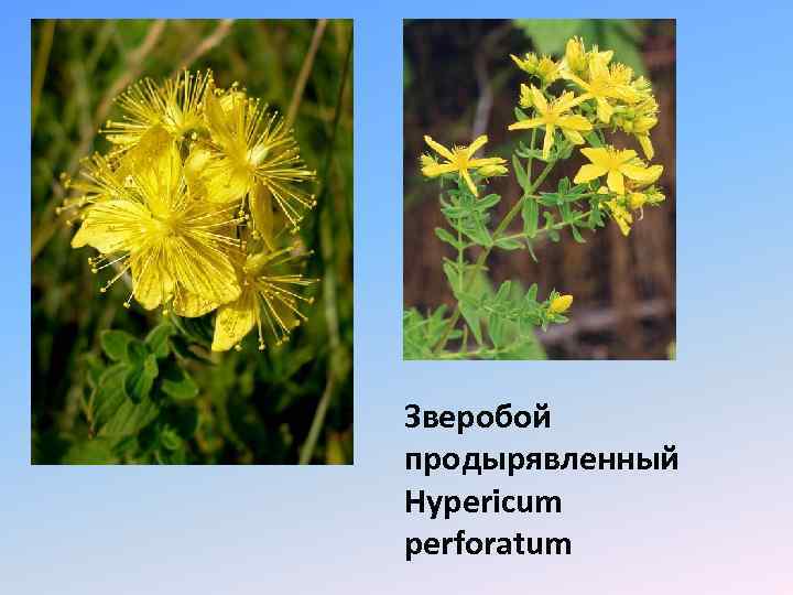 Зверобой продырявленный Hypericum perforatum 