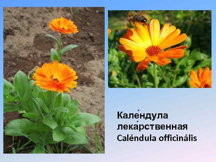 Кале ндула лека рственная Caléndula officinális 