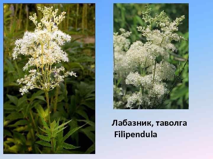 Лабазник, таволга Filipendula 