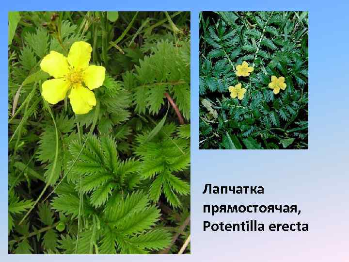 Лапчатка прямостоячая, Potentilla erecta 
