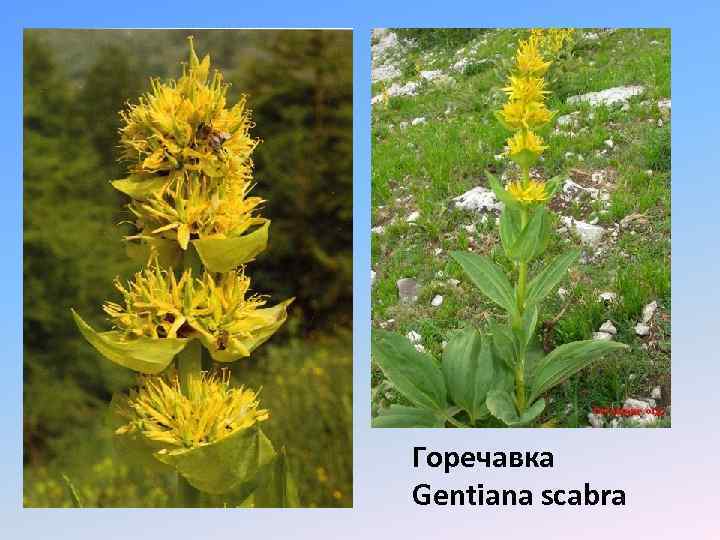 Горечавка Gentiana scabra 