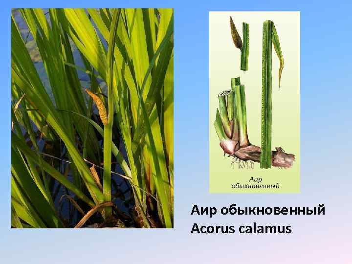Аир обыкновенный Acorus calamus 