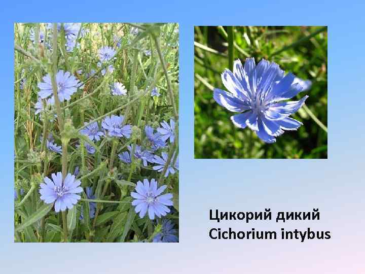 Цикорий дикий Cichorium intybus 