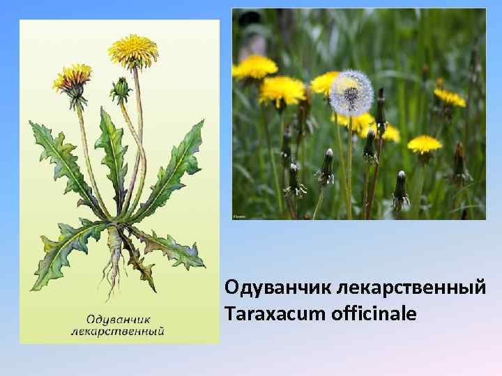 Одуванчик лекарственный Taraxacum officinale 