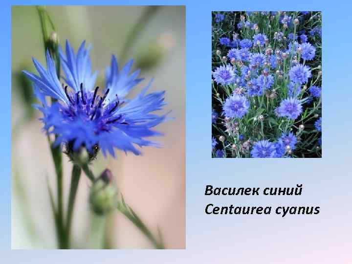 Василек синий Centaurea cyanus 