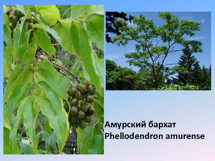 Амурский бархат Phellodendron amurense 