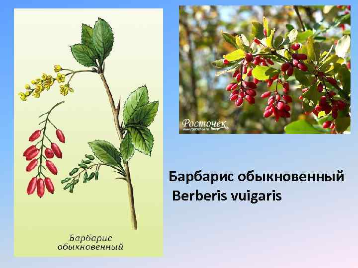 Барбарис обыкновенный Berberis vuigaris 