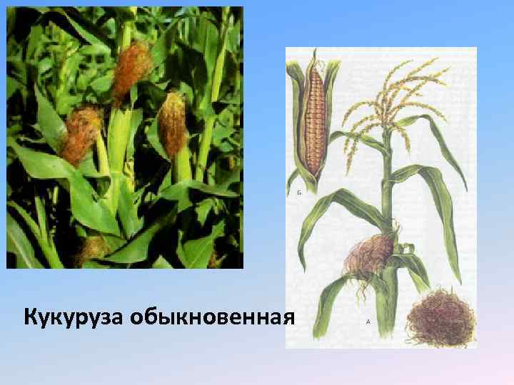 Кукуруза обыкновенная 