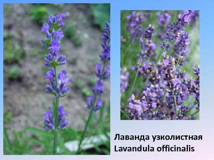 Лаванда узколистная Lavandula officinalis 